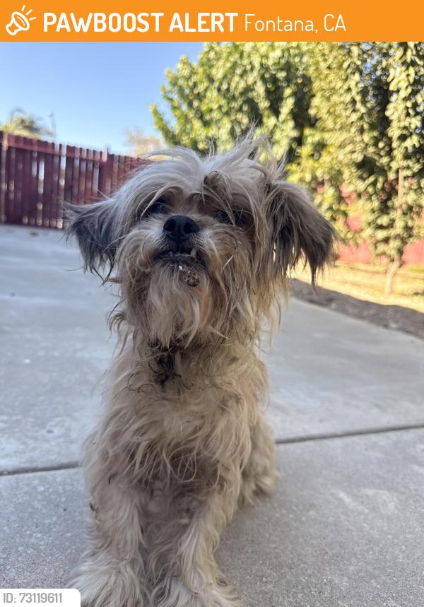 Found/Stray Female Dog last seen Citrus, Fontana, CA 92335