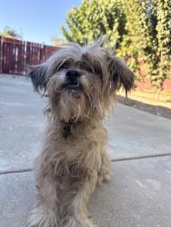 Found/Stray Female Dog last seen Citrus, Fontana, CA 92335