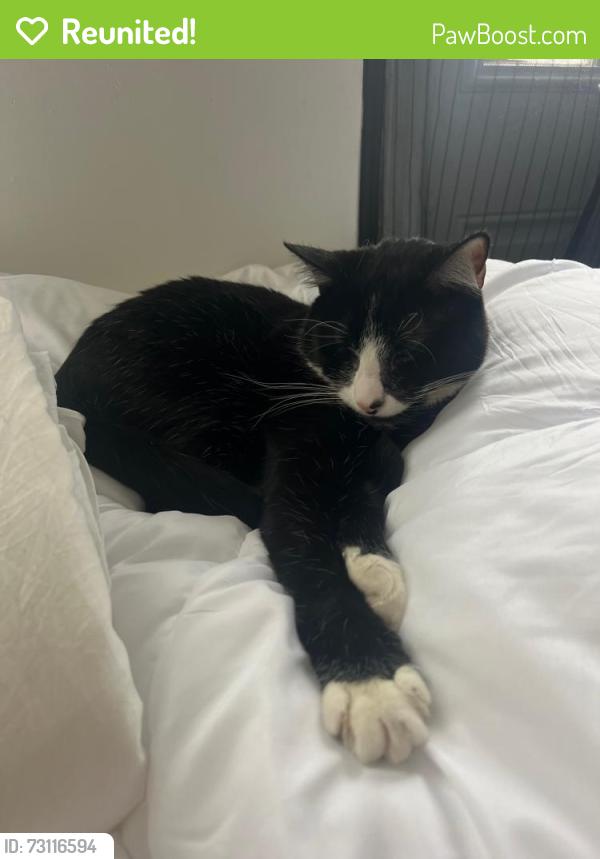 Reunited Male Cat last seen Woolsey Street Between Claremont and College, Berkeley, CA 94705