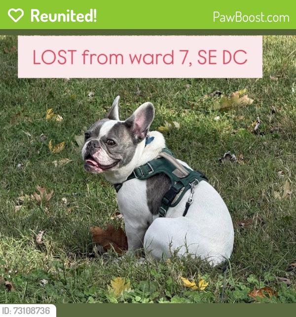 Reunited Male Dog last seen Pennsylvania and Minnesota Aves SE, Washington, DC 20020