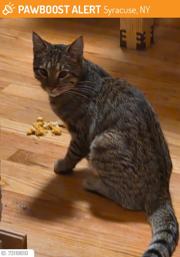 Found/Stray Unknown Cat last seen North Salina and Townsend Street, Syracuse, NY 13208