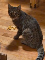 Found/Stray Unknown Cat last seen North Salina and Townsend Street, Syracuse, NY 13208