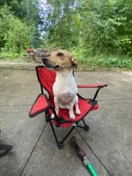 Reunited Female Dog last seen Brookview dr, Brighton, MI 48116