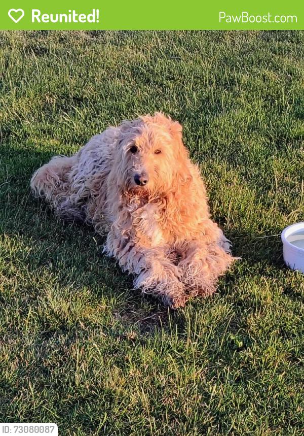 Reunited Unknown Dog last seen Near tuskegee pl, Colorado Springs, CO 80915