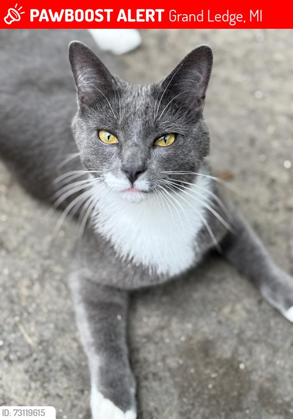 Lost Male Cat last seen Burlington drive and Timbercreek drive, Grand Ledge, MI 48837