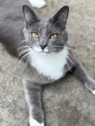 Lost Male Cat last seen Burlington drive and Timbercreek drive, Grand Ledge, MI 48837