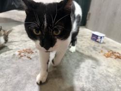 Found/Stray Male Cat last seen Two rivers rd, Saint Anna, MN 56310