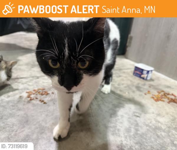 Found/Stray Male Cat last seen Two rivers rd, Saint Anna, MN 56310