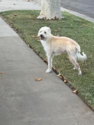 Found/Stray Unknown Dog last seen Raqus St and Siesta Ave, La Puente, CA 91746