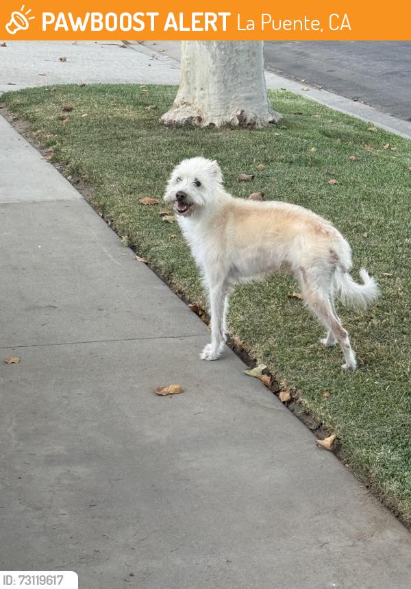 Found/Stray Unknown Dog last seen Raqus St and Siesta Ave, La Puente, CA 91746