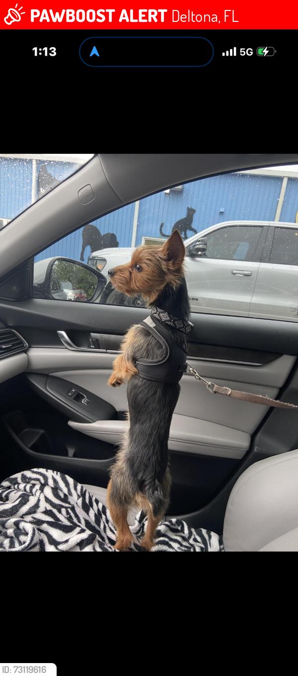 Lost Male Dog last seen S Cooper Dr, Deltona, FL 32725