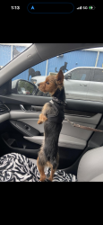 Lost Male Dog last seen S Cooper Dr, Deltona, FL 32725