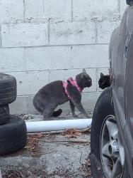Found/Stray Unknown Cat last seen Olympic And Bronson, Los Angeles, CA 90019