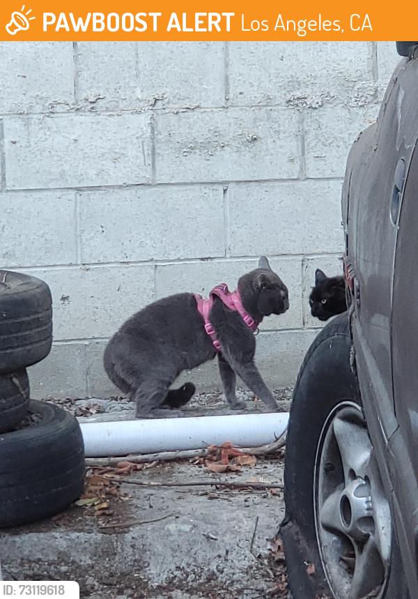 Found/Stray Unknown Cat last seen Olympic And Bronson, Los Angeles, CA 90019