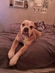 Reunited Female Dog last seen Congress street new port richey, New Port Richey, FL 34653