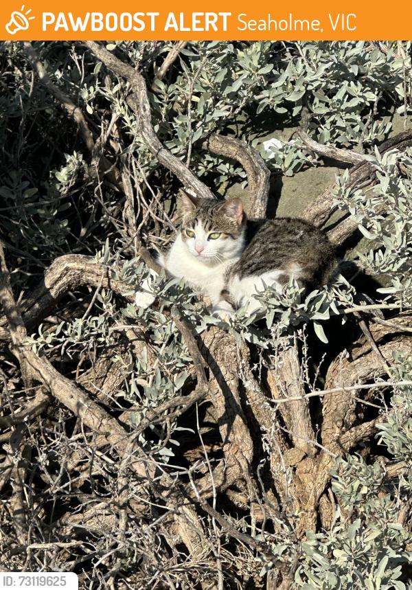 Found/Stray Unknown Cat last seen Seaholme jetty, Seaholme, VIC 3018