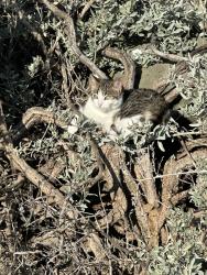 Found/Stray Unknown Cat last seen Seaholme jetty, Seaholme, VIC 3018