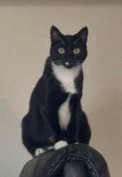 Lost Male Cat last seen Grant Ave around 6:00 pm and IHOP around 2:30 pm, Jonesboro, AR 72404