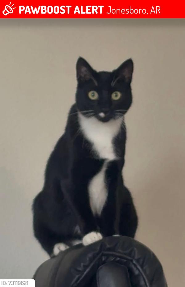 Lost Male Cat last seen Grant Ave around 6:00 pm and IHOP around 2:30 pm, Jonesboro, AR 72404
