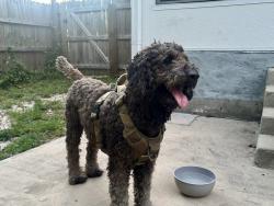 Reunited Male Dog last seen Tecumseh Lane, Okaloosa County, FL 32569