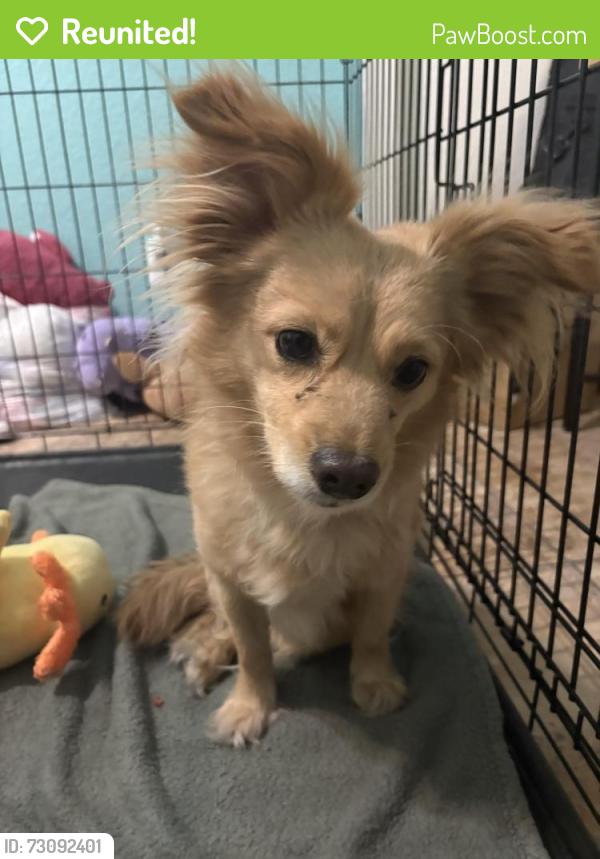 Reunited Male Dog last seen Across VA hosp, Tucson, AZ 85713