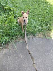 Found/Stray Male Dog last seen Burnet Ave, Syracuse, NY 13203