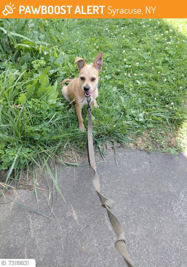 Found/Stray Male Dog last seen Burnet Ave, Syracuse, NY 13203