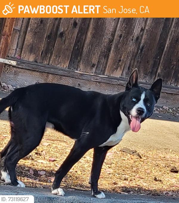 Found/Stray Male Dog last seen Leland/W San Carlos St, San Jose, CA 95128