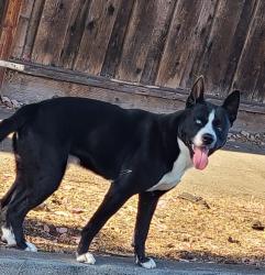 Found/Stray Male Dog last seen Leland/W San Carlos St, San Jose, CA 95128