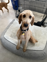 Reunited Female Dog last seen Bordeaux and Versailles, Lexington, KY 40504