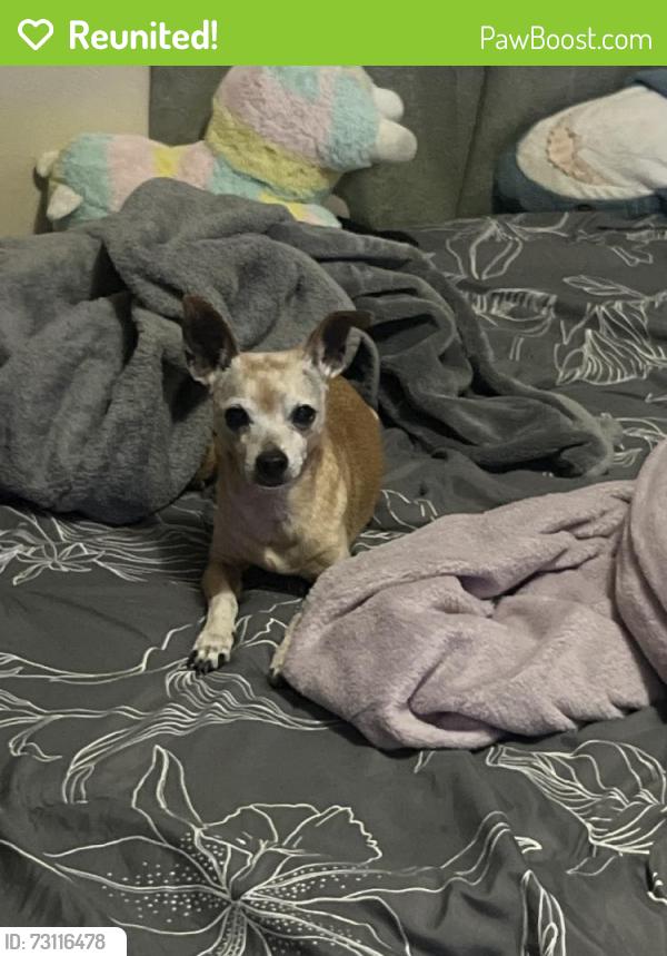 Reunited Male Dog last seen Near E Palmcroft Dr, Tempe, AZ 85282, USA, Tempe, AZ 85282