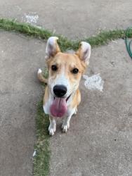 Found/Stray Male Dog last seen OCCC, Oklahoma City, OK 73159