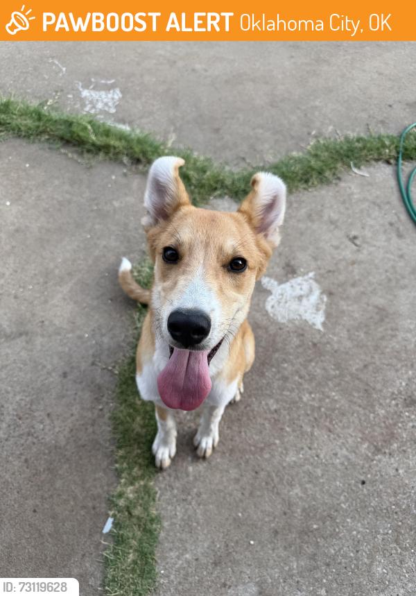 Found/Stray Male Dog last seen OCCC, Oklahoma City, OK 73159