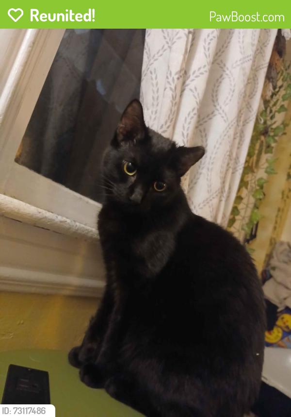 Reunited Male Cat last seen S Pershing and Butler Ave, York, PA 17403