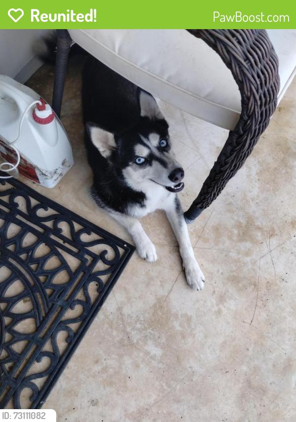Reunited Female Dog last seen Glen Ct San Antonio TX 78239, San Antonio, TX 78239