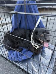 Found/Stray Unknown Dog last seen Atlantic & Olympic, East Los Angeles, CA 90022