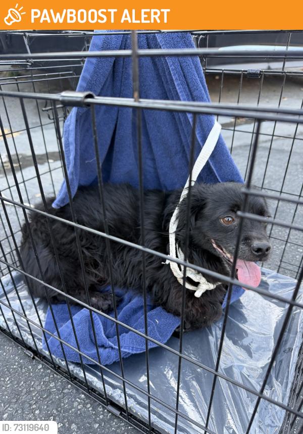 Found/Stray Unknown Dog last seen Atlantic & Olympic, East Los Angeles, CA 90022