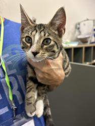 Found/Stray Male Cat last seen Lawn of Worthington Christian Church , Columbus, OH 43235