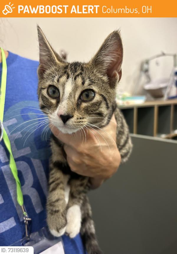 Found/Stray Male Cat last seen Lawn of Worthington Christian Church , Columbus, OH 43235