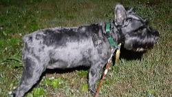 Reunited Male Dog last seen Lincoln ave, Pottstown, PA 19464
