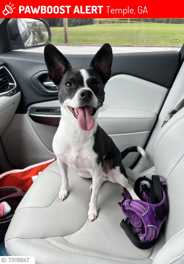 Lost Female Dog last seen Willow bend subdivision, Temple, GA 30179