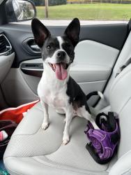 Lost Female Dog last seen Willow bend subdivision, Temple, GA 30179