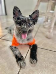 Reunited Male Dog last seen Assisiknoll Ct & Riverwatch Rd, Cincinnati, OH 45238
