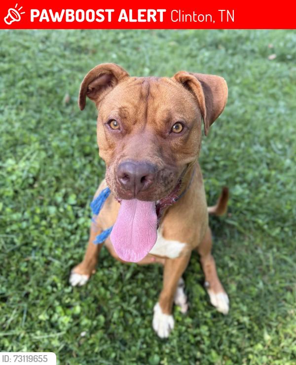 Lost Male Dog last seen Laurel Hollow rd, Clinton, TN 37716
