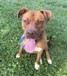 Lost Male Dog last seen Laurel Hollow rd, Clinton, TN 37716