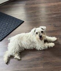Lost Female Dog last seen South Pope Park, Corpus Christi, TX 78411