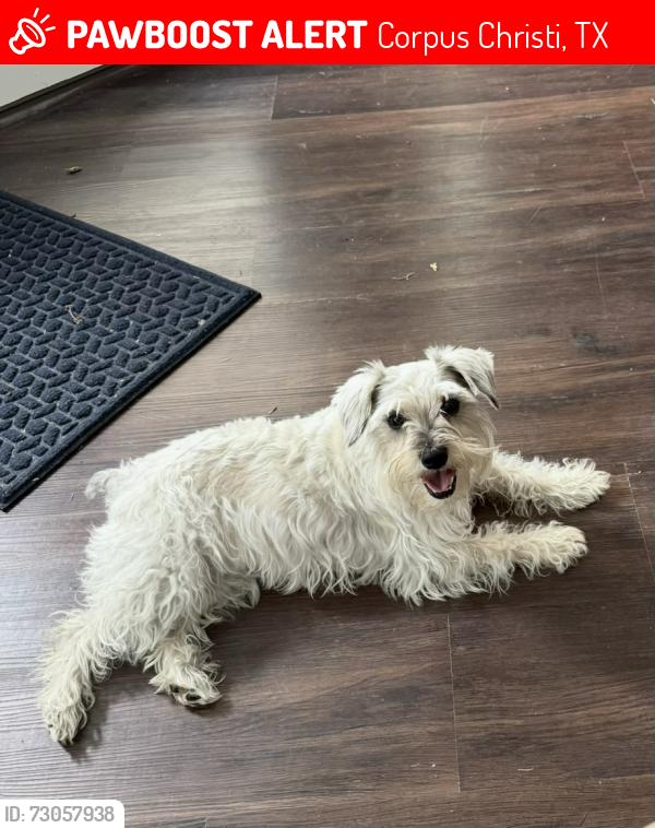 Lost Female Dog last seen South Pope Park, Corpus Christi, TX 78411