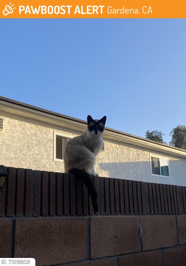 Found/Stray Unknown Cat last seen Artesia / Vermont, Gardena, CA 90247