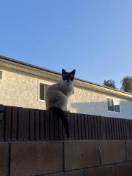Found/Stray Unknown Cat last seen Artesia / Vermont, Gardena, CA 90247