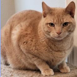 Reunited Male Cat last seen 20th and Ocean park, Santa Monica, CA 90405